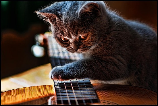 Sahibiyle Düet Yapan Şarkıcı Kedi: "Mahmut Abi Bana Bi 'Lo' Ver"