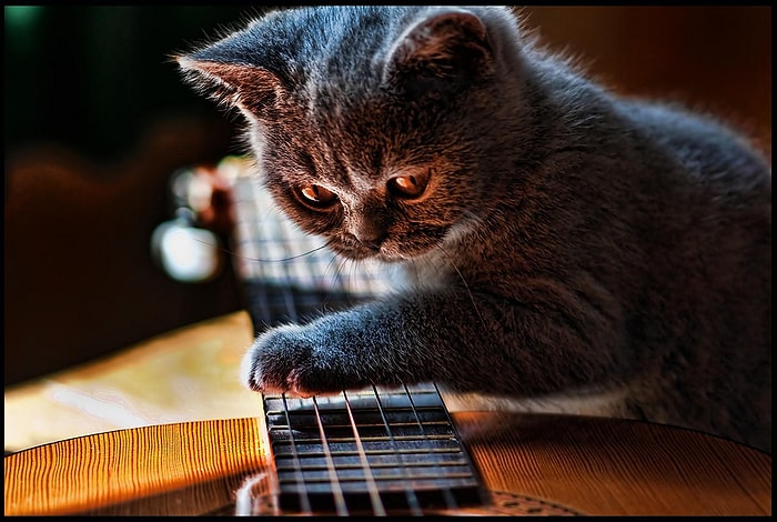 Sahibiyle Düet Yapan Şarkıcı Kedi: "Mahmut Abi Bana Bi 'Lo' Ver"