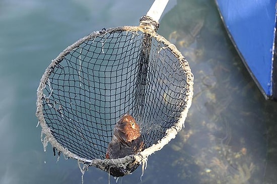 Fay Hattının Karayla Buluştuğu Bölgede Balık Ölümleri