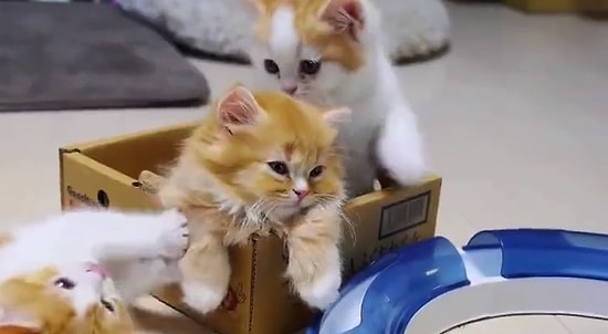 Aşırı Minnoşluğuna Rağmen Kardeşini Oyun Oynamaya İkna Edemeyen Isırılası Kedi