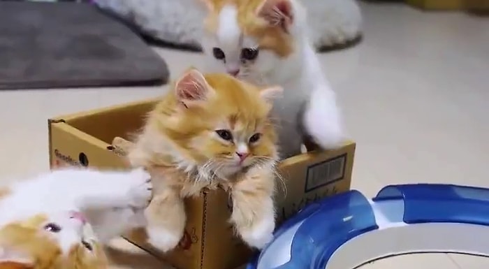 Aşırı Minnoşluğuna Rağmen Kardeşini Oyun Oynamaya İkna Edemeyen Isırılası Kedi