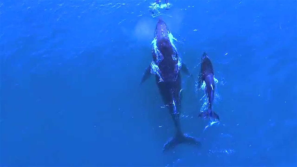 Anne Balina ve Yunus, Bebeklerine Rüya Gibi Görüntüler Eşliğinde Yüzme Öğretiyor