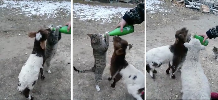 Küçükbaş Hayvanların Rızkına Göz Koyan Süt Hastası Kedi