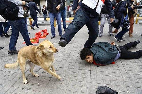 8. 1 Mayıs eylemlerinde sivil polisin bir köpeğe atmaya çalıştığı tekme