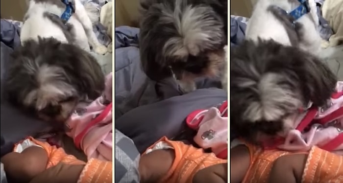 Uyurken Üstü Açılan 3 Haftalık Bebeğin Üzerini Kapatmaya Çalışan Dünya İyisi Köpek