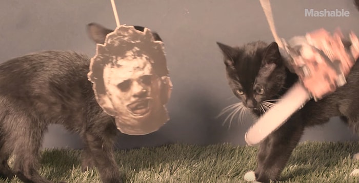 Klasik Korku Filmlerinin Efsane Olmuş Sahnelerini Yeniden Canlandıran Kediler