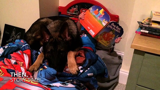 Küçük Dostunun Uyku Vakti Geldiğinde Odayı Toplayan, Duasını Eden ve Işığı Kapatan Köpek