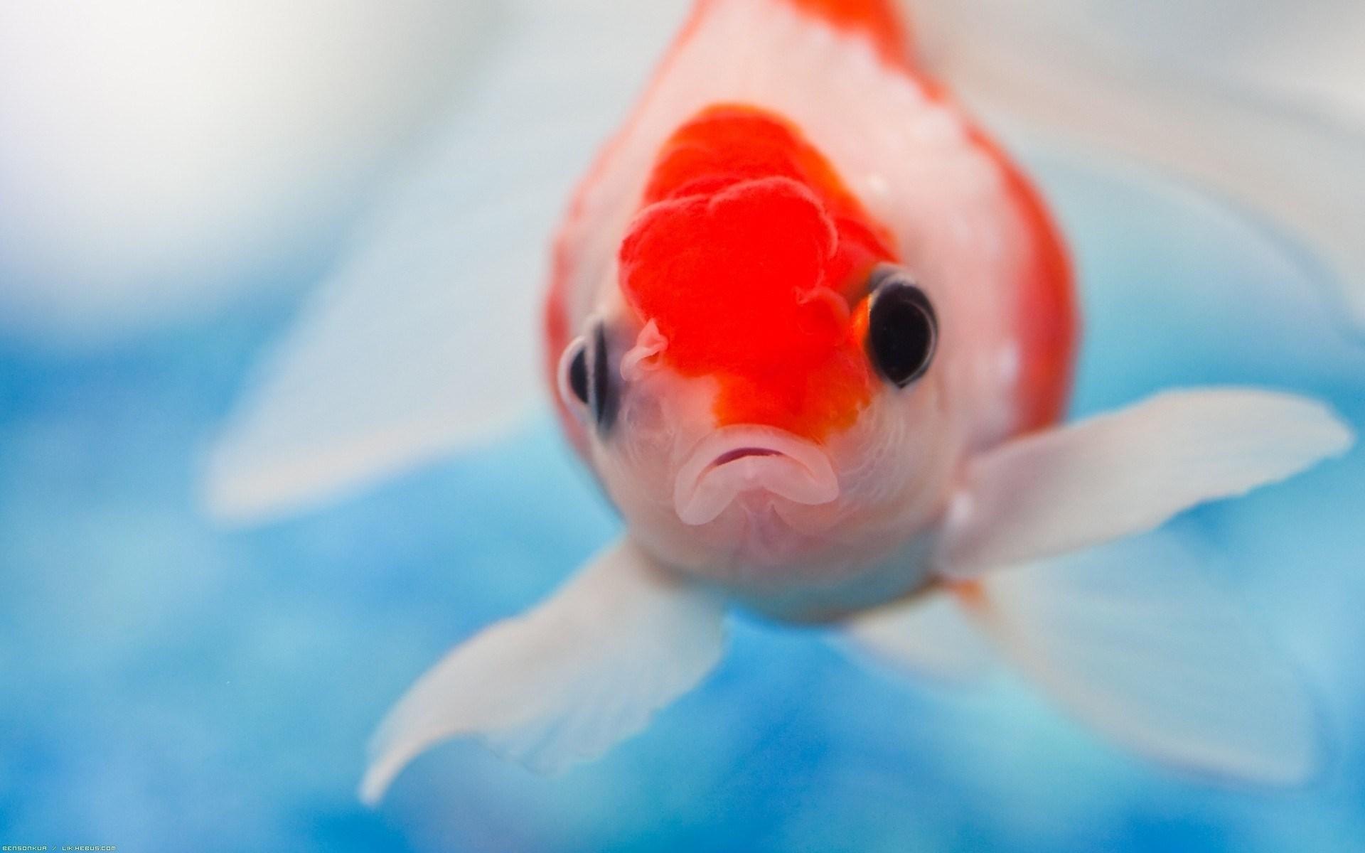 Japon Balığı Hakkında 10 İlginç Bilgi - onedio.com