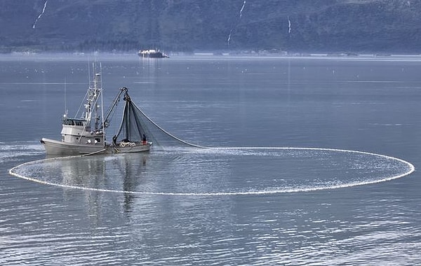 4. Yine Birleşmiş Milletler raporlarına göre, her yıl 300-450 milyon dolarlık deniz ürününe yabancı balıkçı tekneleri tarafından el konuluyordu.