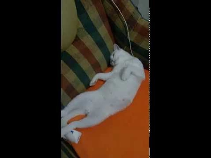 Pazartesi Sendromu Yaşayan Kedi