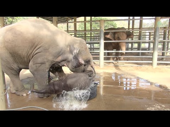 Küvet İçin Fazla Büyük Olan Yavru Filin Duş Keyfi