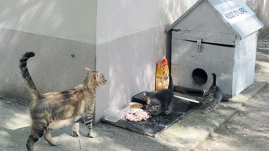 Tahta Seçim Sandıkları Kedi Evi ve Saksı Oldu!