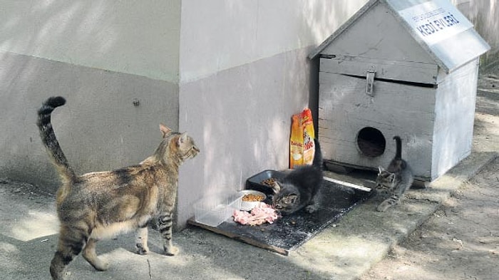 Tahta Seçim Sandıkları Kedi Evi ve Saksı Oldu!