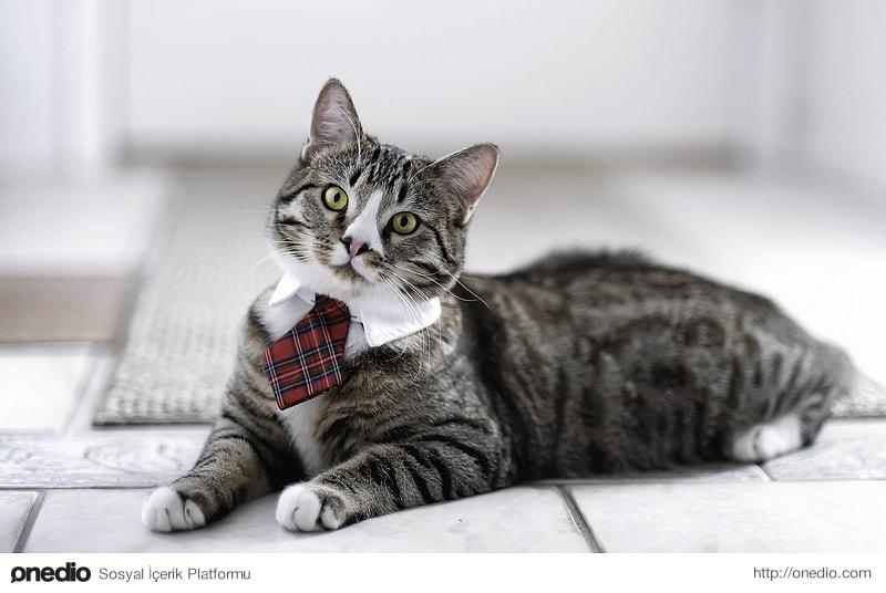 İş Arkadaşınızın Bir Kedi Olduğunun 10 Kanıtı