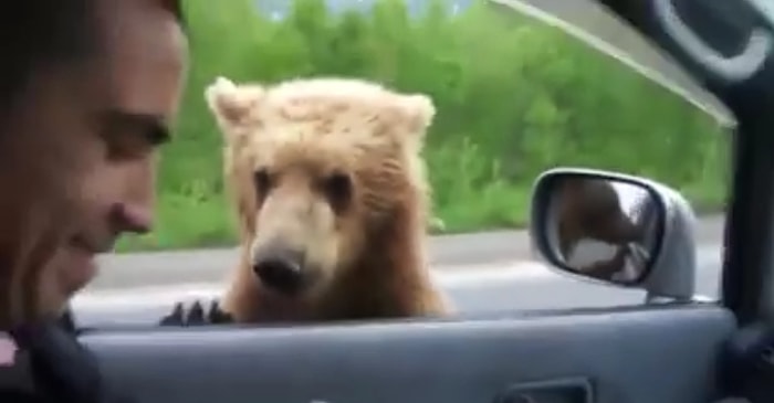 Rusya'da Trafik Kontrolüne Çıkan Rüşvetçi Ayı