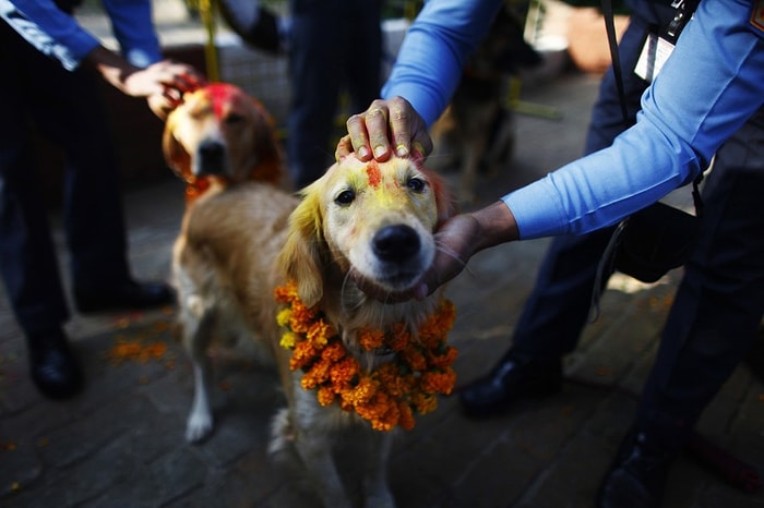 Köpeklerin Ne Kadar Değerli Olduğunu Bir Kez Daha Anlamamızı Sağlayacak Festival: Tihar