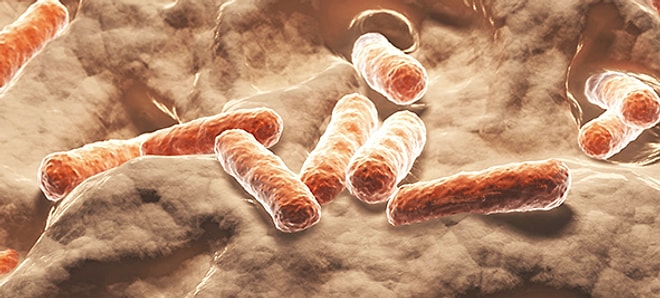 Bağırsaklarımızdaki Bakteriler Kanser Hücrelerini Öldürüyor