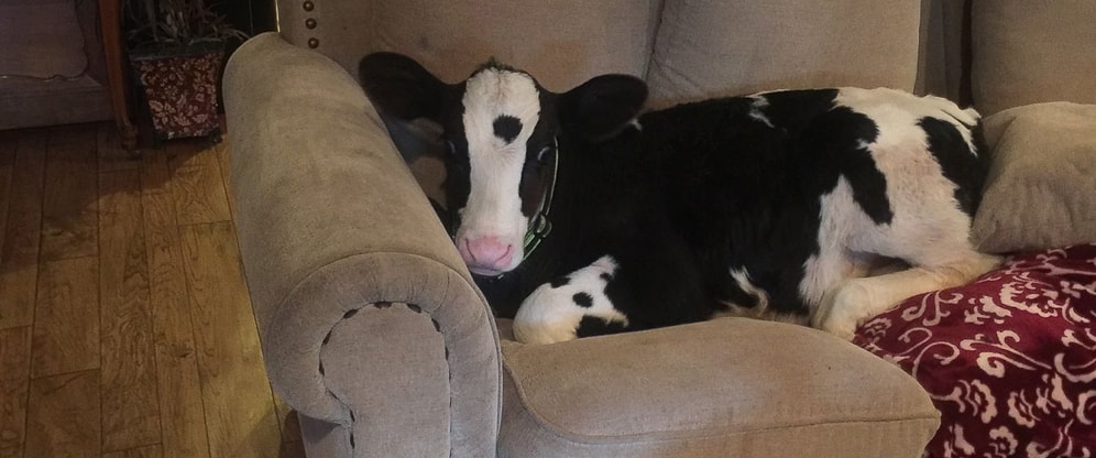 Kendini Köpek Sanan Sevimli Minik Buzağı Goliath ile Tanışın