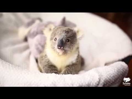 İlk Fotoğraf Çekimiyle Tatlı mı Tatlı 10 Aylık Bebek Koala