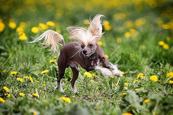 10. Chinese Crested