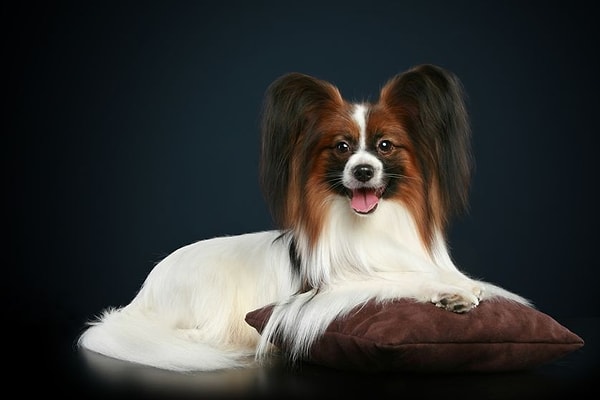 5. Континентальный той-спаниель