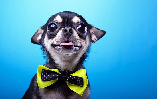 Эти собаки - одно сплошное умиление!