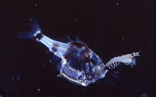 2. Yarı-çıplak balta balığı (Argyropelecus hemigymnus)