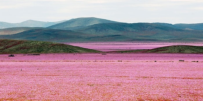 Dünyanın En Kuru Çölü Atacama'ya Yağmur Yağdığı Zaman Ortaya Çıkan Harika Görüntüler