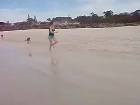 Kovalamaca Oyunu Oynayan Yavru Kanguruların Sahilde Eğlenceli Anları