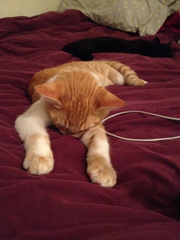 Невероятный и нескончаемый круг из встреч, звонков и отчетов заставляет тебя чувствовать себя как эта кошка?