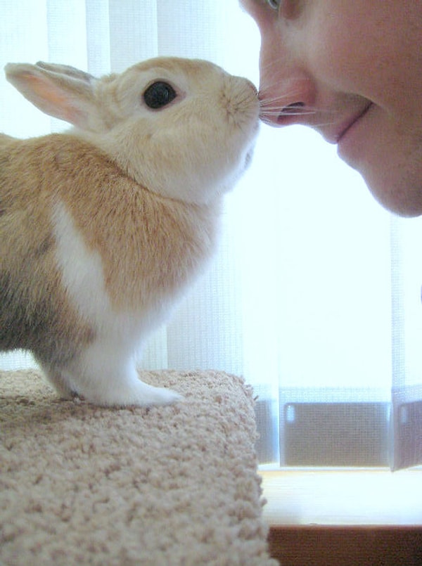 Понедельники? Понедельники ужасны. Получи заряд милоты.