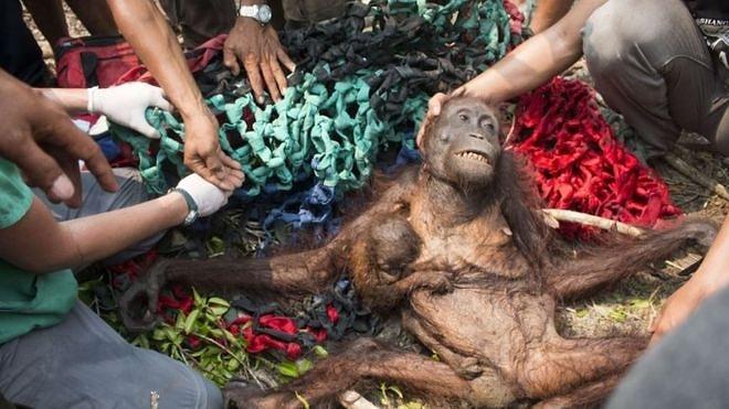 Tek Sığınağı Annesinin Kucağında Orman Yangınından Sağ Kurtulan Orangutan Yavrusu