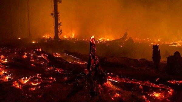 Endonezya'da korkunç bir orman yangını başlamıştı; yangın öylesine güçlüydü ki oradan herhangi bir canlının sağ çıkması mümkün değil gibi gözüküyordu.