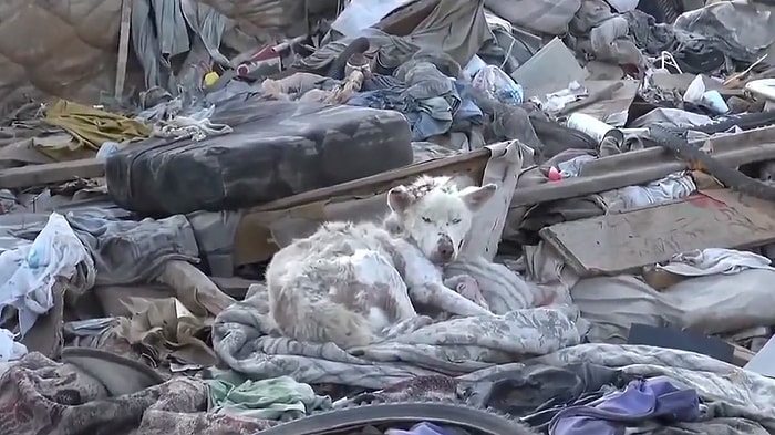 Ölmek Üzereyken Kurtarılan Köpekler İyi İnsanların Ellerinde Yeniden Hayata Tutundular!