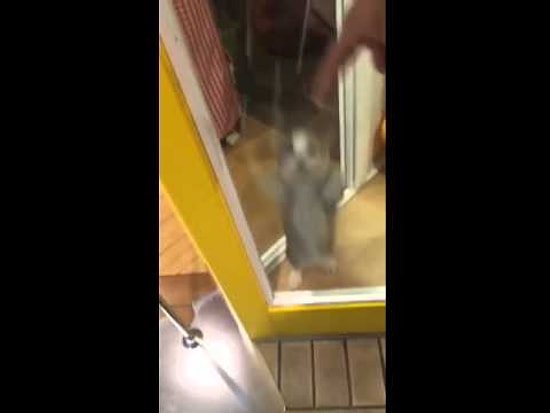 Котенок радуется приходу хозяина