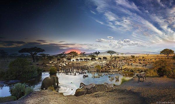 1. Serengeti Ulusal Parkı, Tanzanya