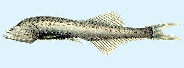 1. Işıldak balığı (Cyclothone braueri)