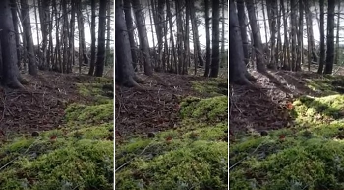 Tabiat Ana Nefes Alıyor! Ormanın Zemini Hareket Ediyor