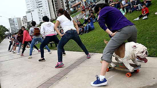 Kaykay Binerek 30 Kişinin Bacak Arasından Geçen Köpek Guinness Rekorlar Kitabına Girdi!