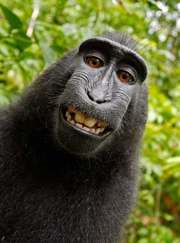 Makineyi eline alan Naturo, 10'dan fazla fotoğraf çekiyor ve içlerindeki bu selfi ile bir anda meşhur oluyor.