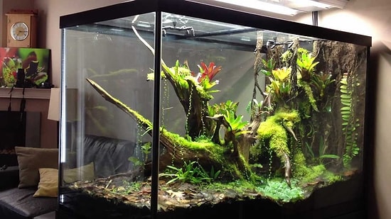 Akvaryuma Sığdırılmış Orman: The Peninsula