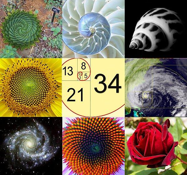 Fibonacci Dizisi