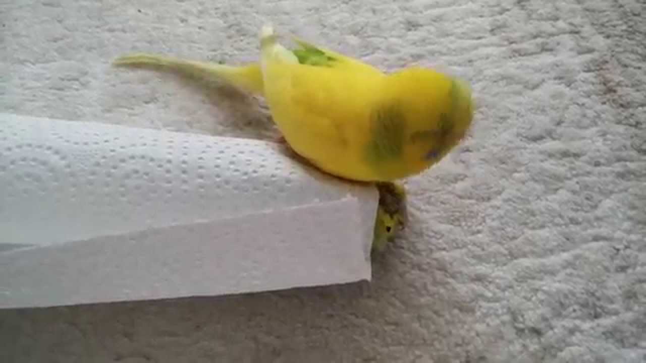 Olen Esini Birakmak Istemeyen Muhabbet Kusu