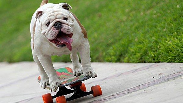 Otto, tembellikleriyle ve sevimlilikleriyle dünyada nam salmış Bulldog köpeklerden biri.
