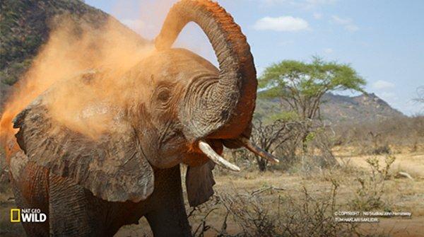 2. Filler yaklaşık 90 kg. doğup yetişkinliğe erdiklerinde 2.000 - 6.000 kg. olabiliyorlar. Bir günde yedikleri yemekse 100 kg.'ı geçebiliyor.