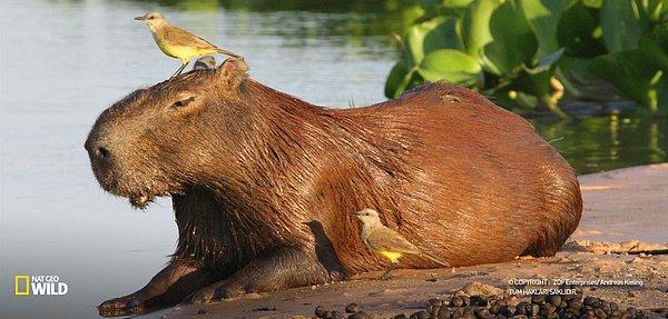 8. Dünyanın en büyük kemirgeni olan kapibaraların ağırlığı 80 kg'ı bulabiliyor.