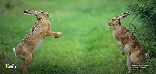 9. Bazı tavşan türleri bir saniyede kendi vücut uzunlukları kadar koşmada çitalardan bile daha iyidir.