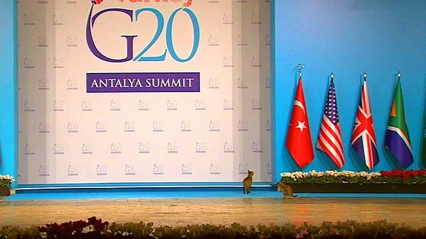 1. Daha G20'nin başında, karşılama salonunda gezen kedileri görünce aklıma ışid'in kedilerden canlı bomba yapmaya çalıştığı haberleri geldi, irkildim.