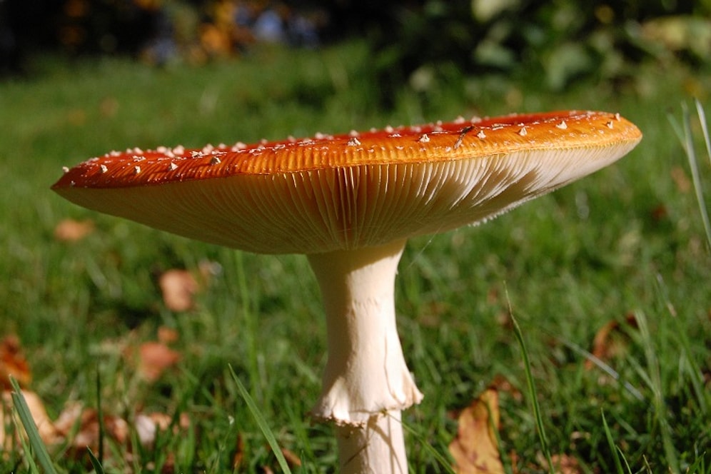 Mantarın Zayıflamaya Faydaları Nelerdir?