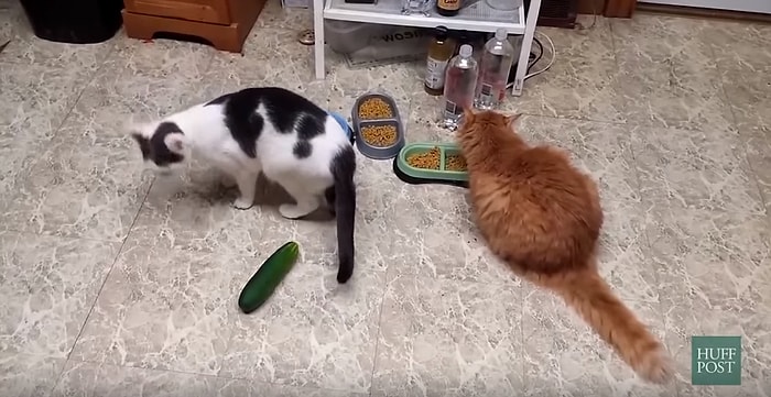 Masum Bir Salatalık Hiç Bu Kadar Ürpertici Olmamıştı: Kedilerin Salatalıkla İmtihanı!